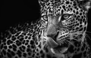 Majestic Gaze: The Essence of the Leopard wall art