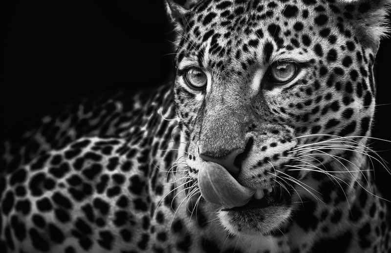 Majestic Gaze: The Essence of the Leopard premium reproduction
