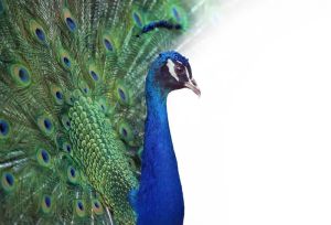Majestic Splendor: The Peacock's Tale wall art