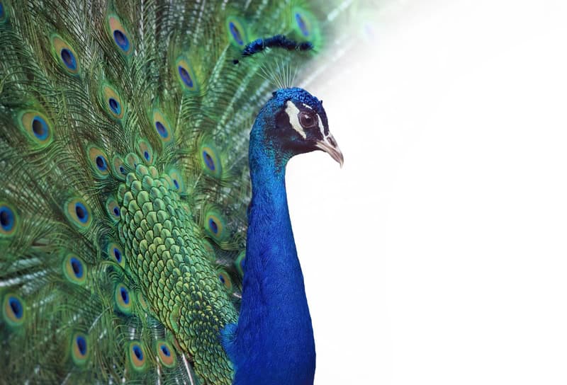 Majestic Splendor: The Peacock's Tale premium reproduction
