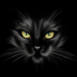 Enigmatic Feline: Midnight Gaze wall art