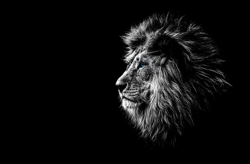 Majestic Gaze: The Regal Lion Portrait premium reproduction