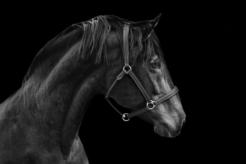 Regal Elegance: Equine Majesty in Monochrome premium reproduction