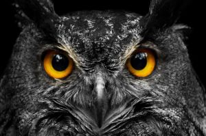 Mystical Gaze: The Majestic Owl wall art