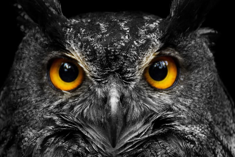 Mystical Gaze: The Majestic Owl premium reproduction