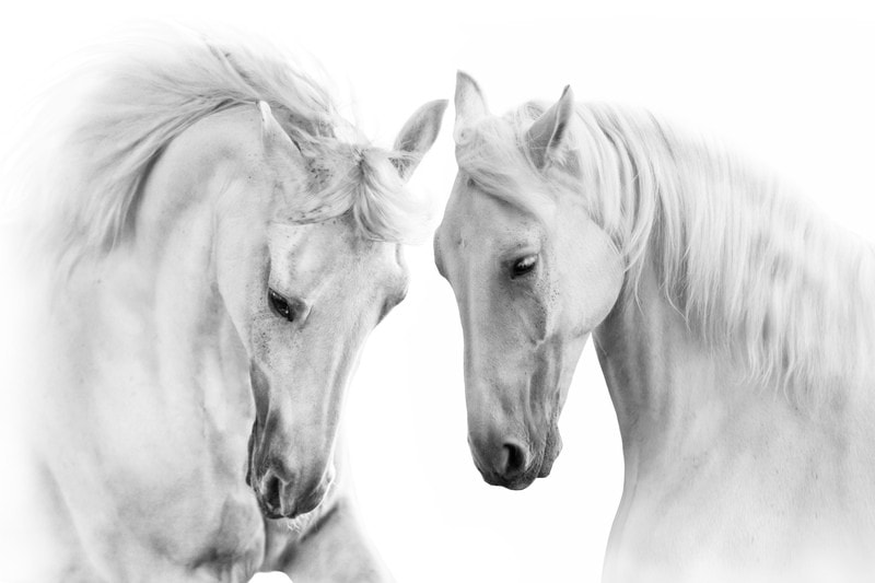 Ethereal Equine Elegance premium reproduction