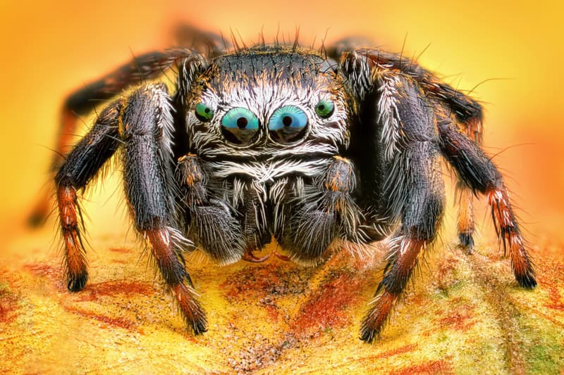 Symphony of Arachnid Elegance premium reproduction