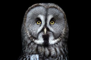 Majestic Gaze: The Great Grey Owl Portrait wall art