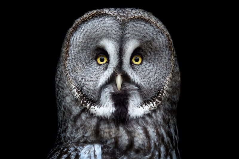 Majestic Gaze: The Great Grey Owl Portrait premium reproduction