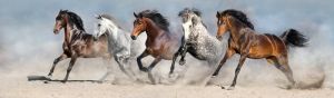 Majestic Equine Symphony: The Dance of Freedom wall art