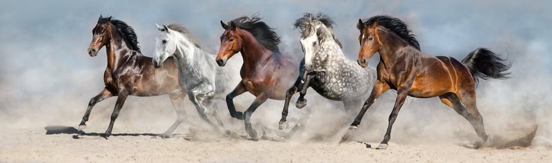 Majestic Equine Symphony: The Dance of Freedom premium reproduction