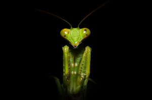 Majestic Mantis: Nature's Sculpted Predator wall art