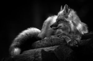 Serenity in the Shadows: A Fox's Repose wall art
