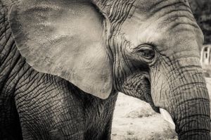 Majestic Elephant Portraiture wall art