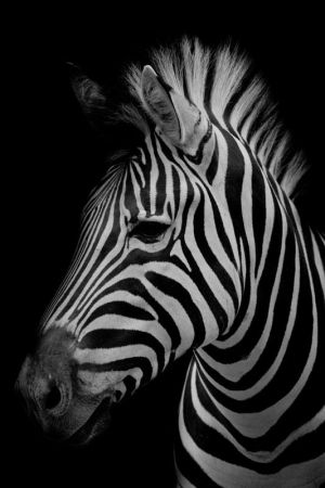 The Elegance of Stripes: Zebra Noir wall art