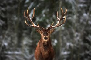 Majestic Wilderness: The Stag's Gaze wall art