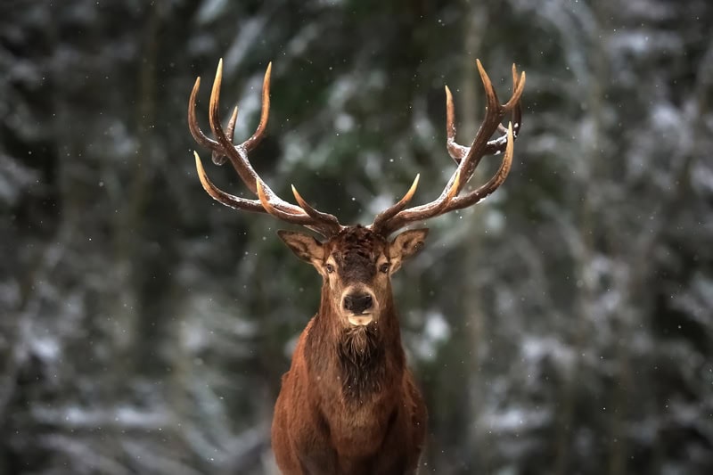 Majestic Wilderness: The Stag's Gaze premium reproduction
