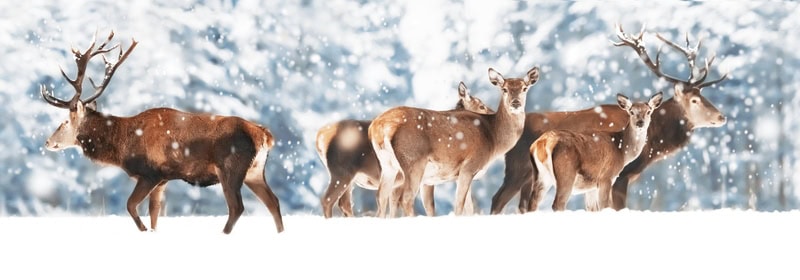 Majestic Stags in Winter Wilderness premium reproduction