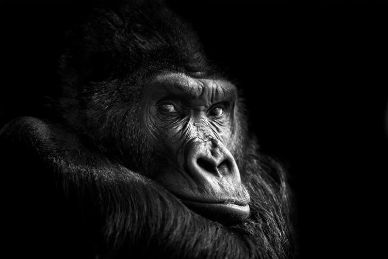 Majestic Gaze: The Essence of the Gorilla premium reproduction
