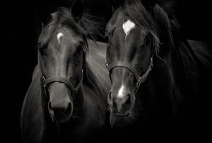 Majestic Equines: A Study in Elegance wall art