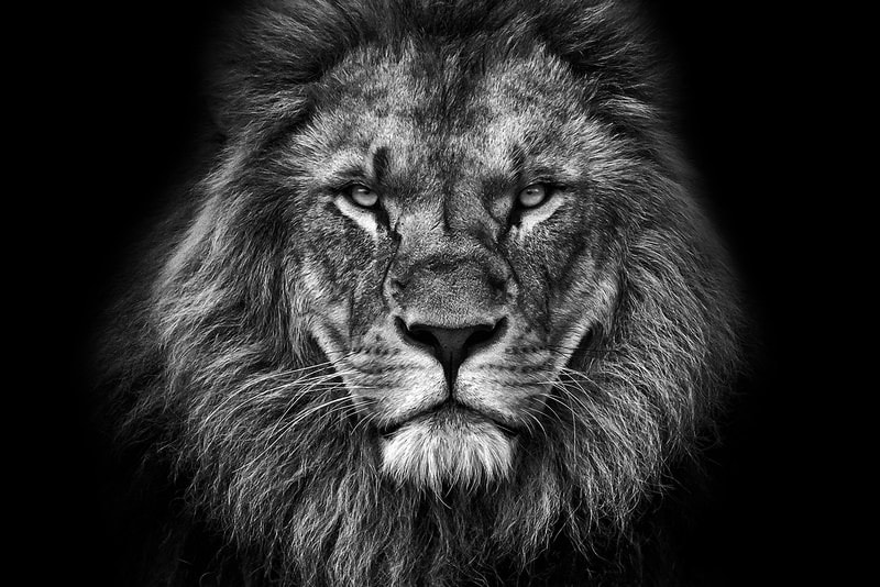 Majestic Lion: The King’s Gaze premium reproduction