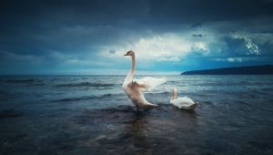 Majestic Swans Amidst Tempestuous Waters wall art