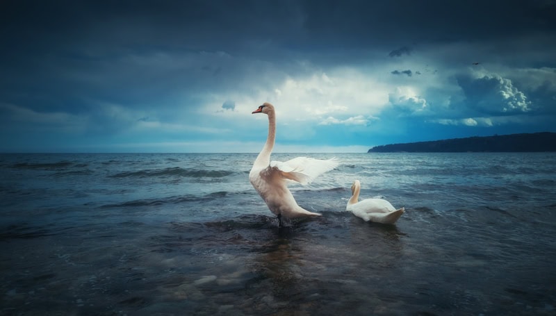 Majestic Swans Amidst Tempestuous Waters premium reproduction