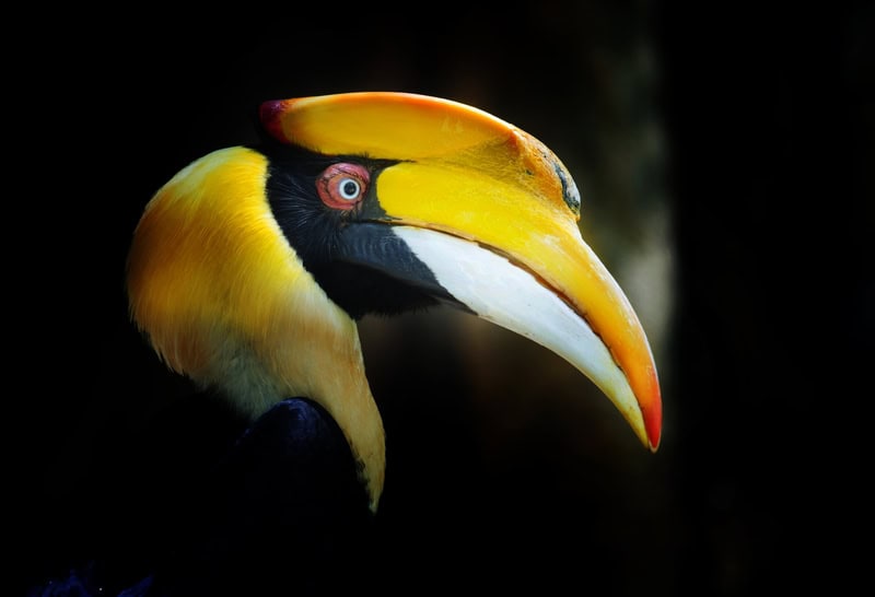Majestic Hornbill Portrait - Nature's Elegance premium reproduction