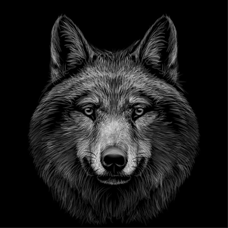 Lupine Majesty: A Wolf's Gaze premium reproduction