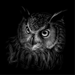 Majestic Nocturnal Wisdom: The Owl's Gaze wall art