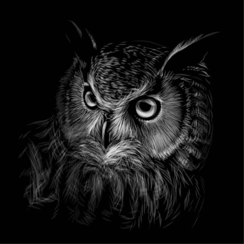 Majestic Nocturnal Wisdom: The Owl's Gaze premium reproduction