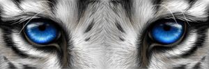 Majestic Gaze of the White Tiger wall art