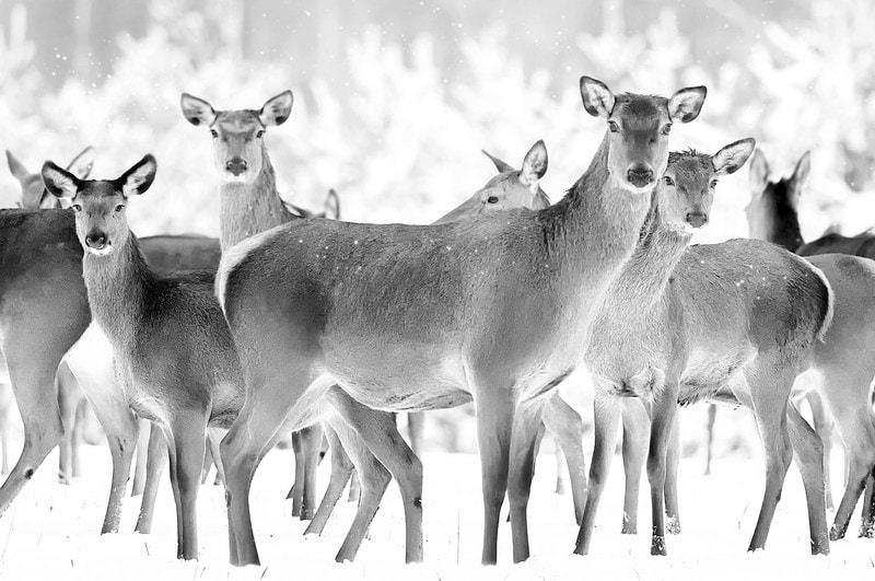 Majestic Elegance: Deer in Winter Splendor premium reproduction