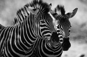 The Symphonic Stripes: A Study of Zebras wall art
