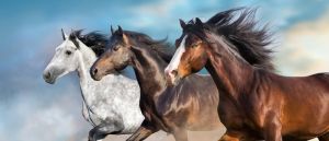 Galloping Majesty: Equine Elegance in Motion wall art