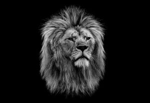 Regal Majesty: The Lion's Gaze wall art