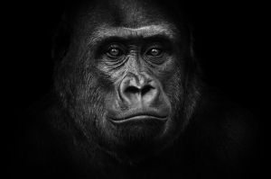Majestic Primate - The Portrait of Contemplation wall art
