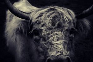 Majestic Highland Contemplation wall art