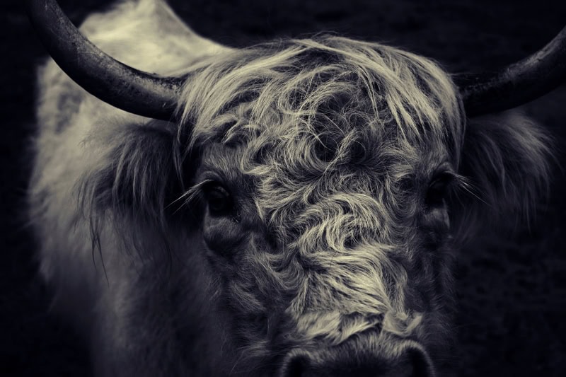 Majestic Highland Contemplation premium reproduction