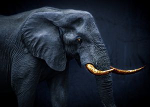 Majestic Elegance: Golden Tusk Elephant Portrait wall art