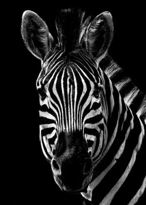 Ebon Stripes: Majesty in Monochrome wall art