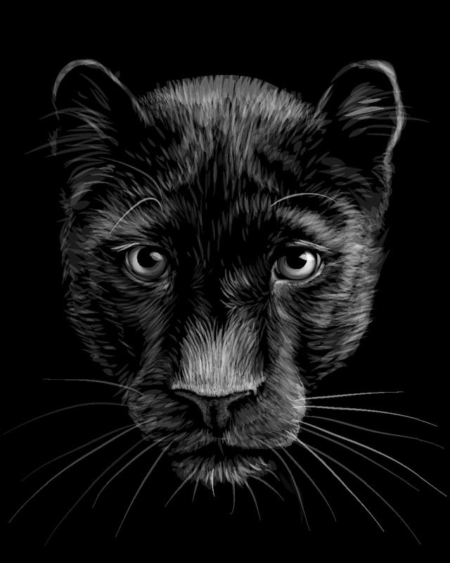 Panther's Gaze - A Study in Monochrome premium reproduction