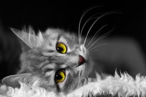 Enigmatic Gaze: The Feline Muse wall art