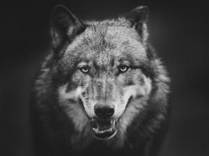 Majestic Wolf: Portrait of the Wild wall art