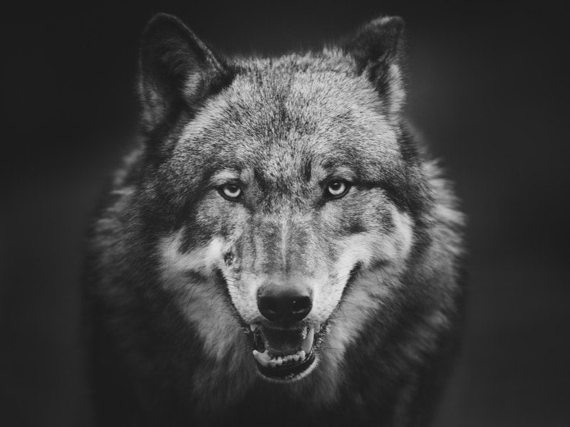 Majestic Wolf: Portrait of the Wild premium reproduction