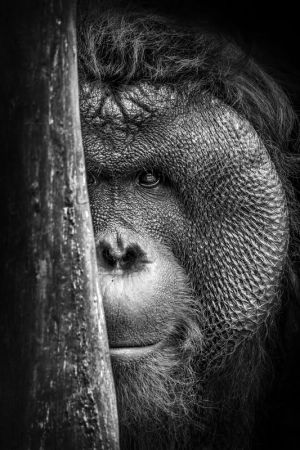 Majestic Gaze: Primate Portraiture wall art