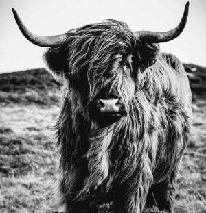Majestic Highland: The Enigmatic Gaze wall art