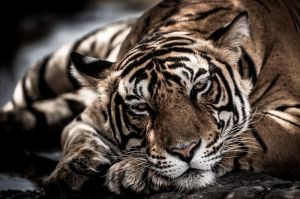 Majestic Repose: The Essence of the Tiger wall art