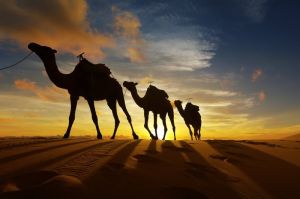 Sunset Silhouettes: Journey Across the Dunes wall art
