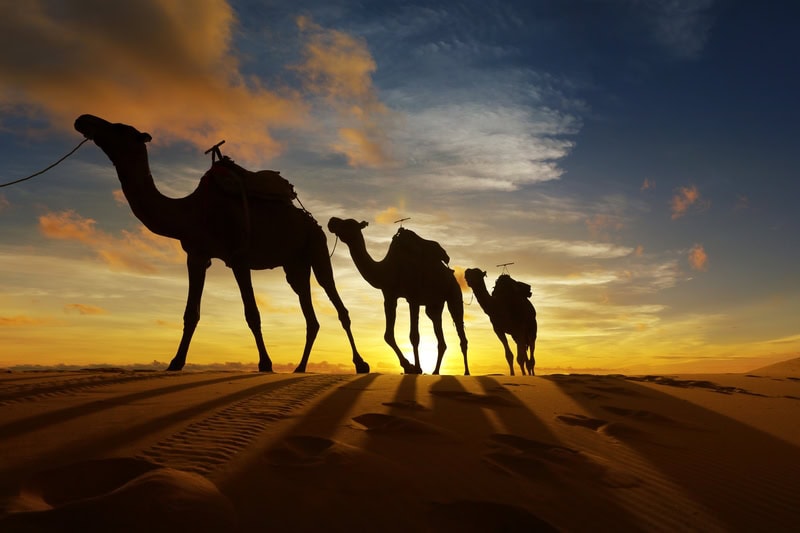 Sunset Silhouettes: Journey Across the Dunes premium reproduction